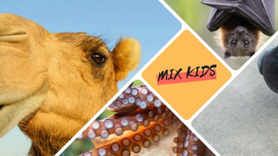 Vakantiekamp Dieren met Superkrachten (6-12j)