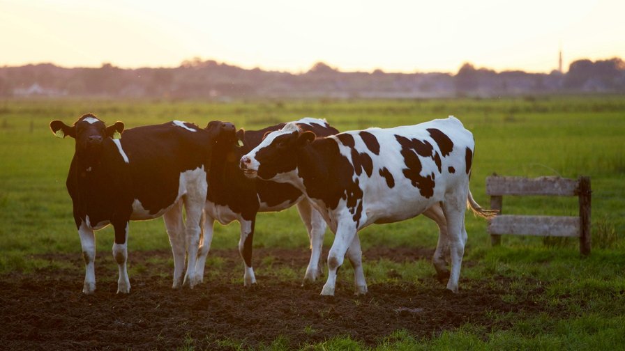 Bron: publieke informatie / Boerderijkampjes Kerstvakantie