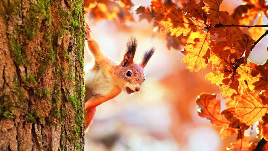 Herfst dans- en sportkamp teens