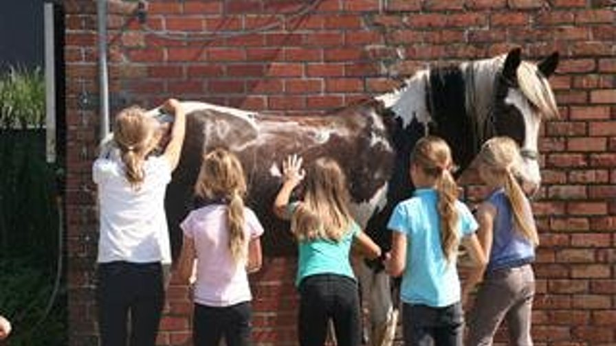 Ponykamp halloweendriedaagse (°2019 - °2011)
