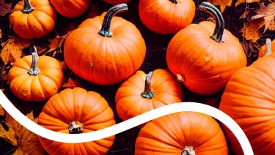 Halloweenkickx (�2023-�2021) 9 tot 16 u.