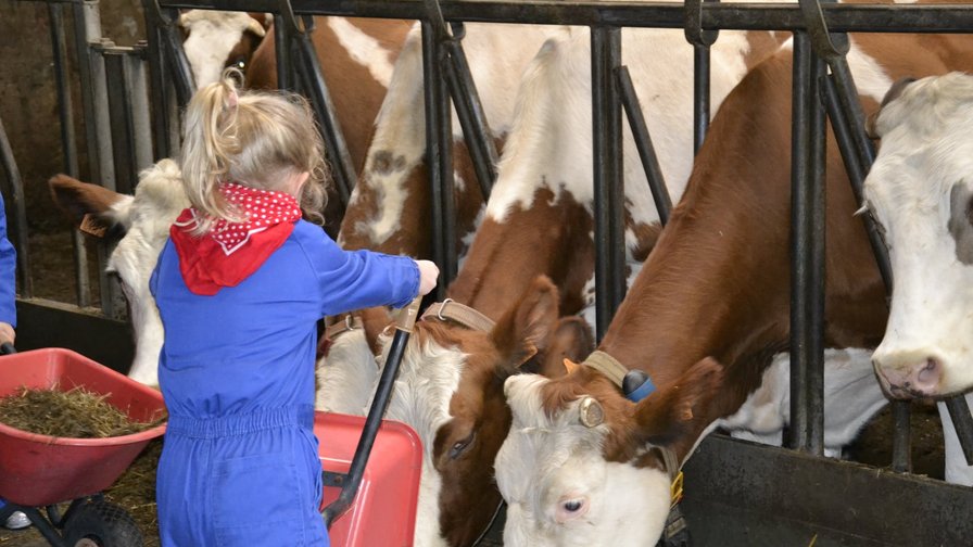 Boerderijkamp voor kleuters