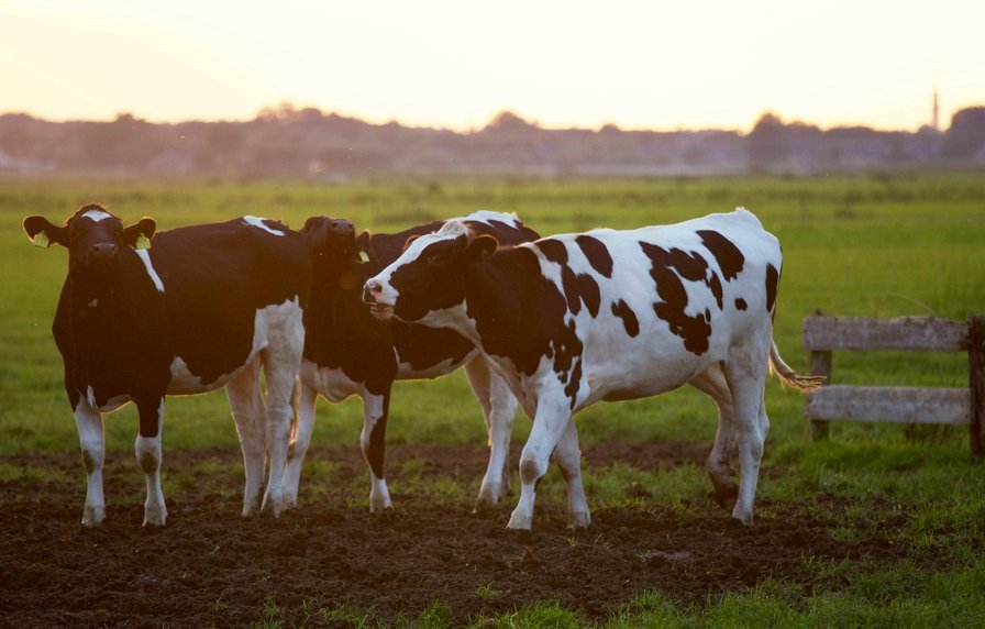 Bron: publieke informatie / Boerderijkampjes Herfstvakantie