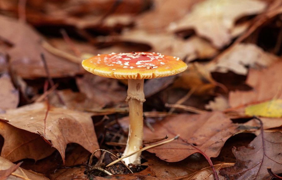 Herfstkriebels: Op paddenstoelenjacht (kinderactiviteit)
