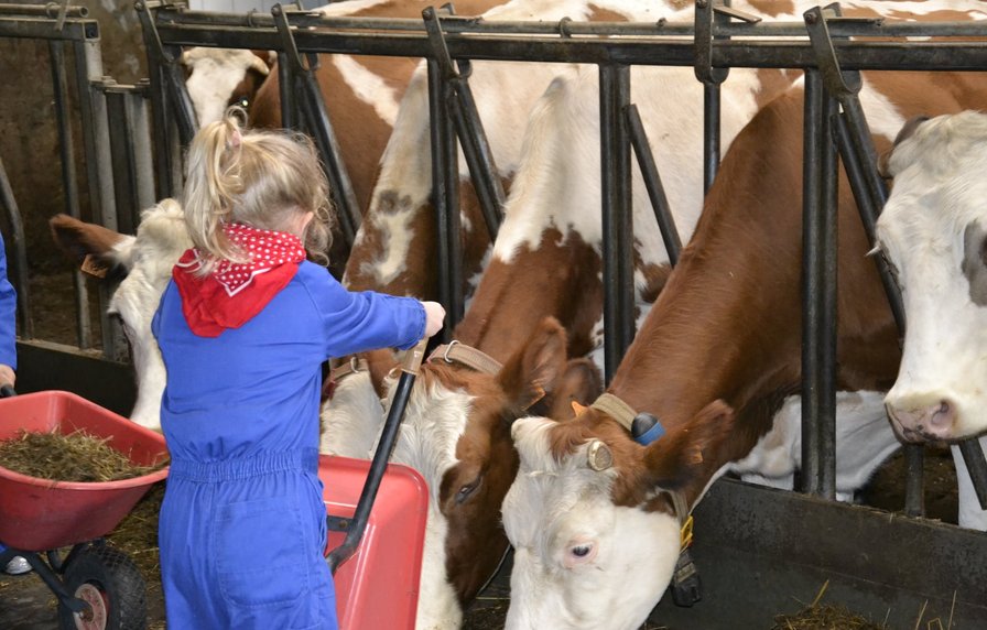 Boerderijkamp voor kleuters